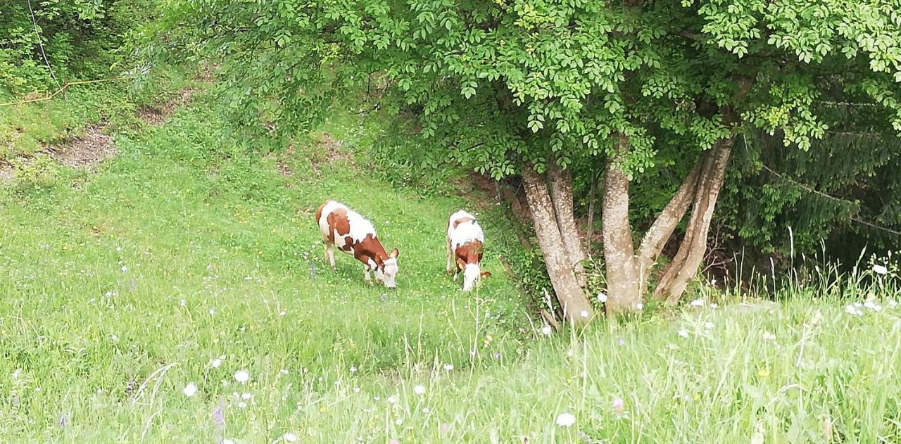 לאיון Agriturismo Ferienhof Gschloier (Adults Only) מראה חיצוני תמונה